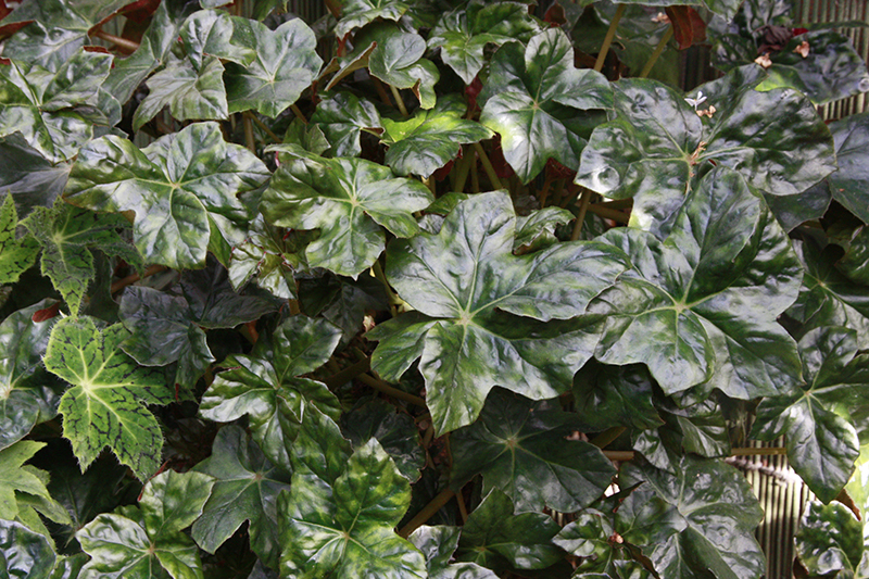 B. ‘Atsubakaede’